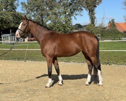 dressage horse Zoey B (Westphalian, 2018, from Zoom 8)