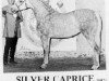 broodmare Silver Caprice ox (Arabian thoroughbred, 1966, from Nabor 1950 ox)