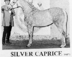 broodmare Silver Caprice ox (Arabian thoroughbred, 1966, from Nabor 1950 ox)