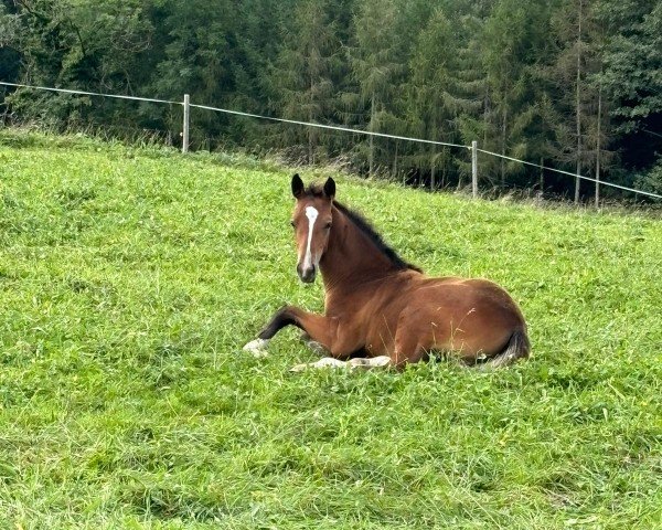 foal by Heinzelmanns Gloria Grande (German Sport Horse, 2024, from Casino Grande)