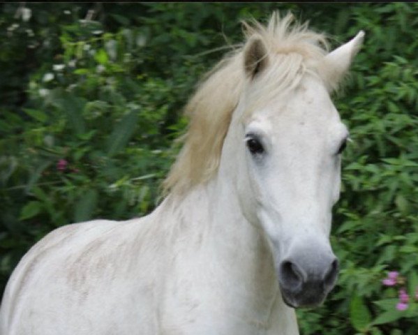 Pferd Felix (Connemara-Pony,  )