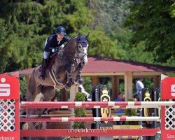 jumper Hofsommerkamp's Co-Pilot (Oldenburg show jumper, 2018, from Colman)