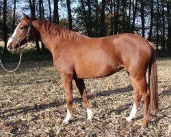 Springpferd Ladina Limmity (Holsteiner, 2018, von Caitano)