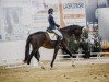 dressage horse Free d'Rieke (Oldenburg, 2013, from Argentinus)