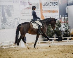 dressage horse Free d'Rieke (Oldenburg, 2013, from Argentinus)