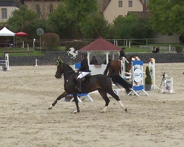 Reitturnier Frankenhof-Sonnefeld/Ofr. 2024