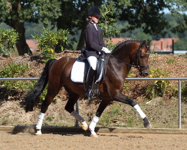 dressage horse Halifax (Welsh-Pony (Section B), 1995, from Hasko)