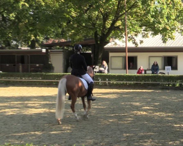 Reitturnier Bottrop-Kirchhellen 2024