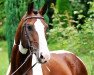 stallion Samico F (Hessian Warmblood, 1994, from Samber)