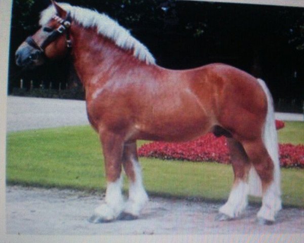 stallion Marc (Arden, 1995, from Max de Carlsbourg)