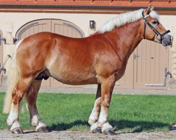 stallion Antonio 2262 (Rhenish-German Cold-Blood, 2008, from Amethyst von Wernstedt)
