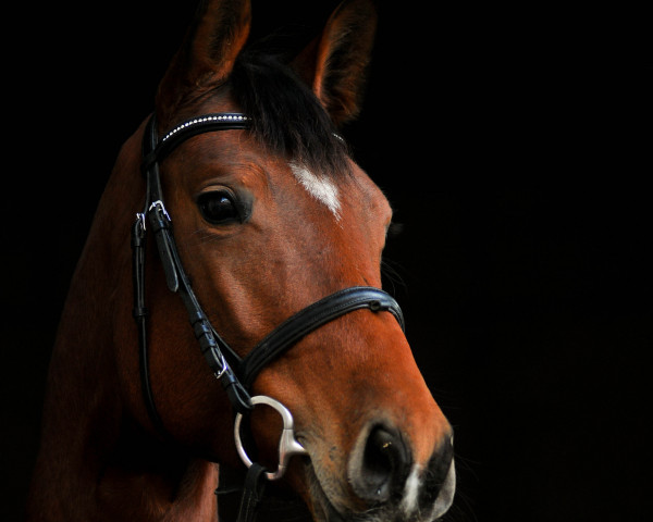 Dressurpferd Miss Liberty G (Österreichisches Warmblut, 2010, von Chamiro)