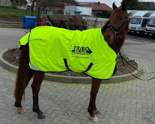 dressage horse Finnigan's Red Devil (Oldenburg, 2019, from Finnigan)