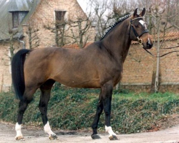 stallion Grandeur (Hanoverian, 1988, from Grannus)