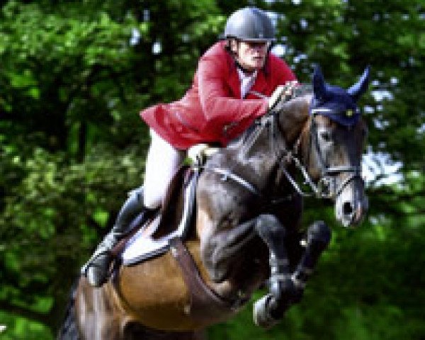 stallion Gavi (Hanoverian, 1994, from Graf Grannus)