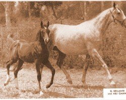 broodmare Abu Gamwa ox (Arabian thoroughbred, 1953, from Abu Farwa 1940 ox)