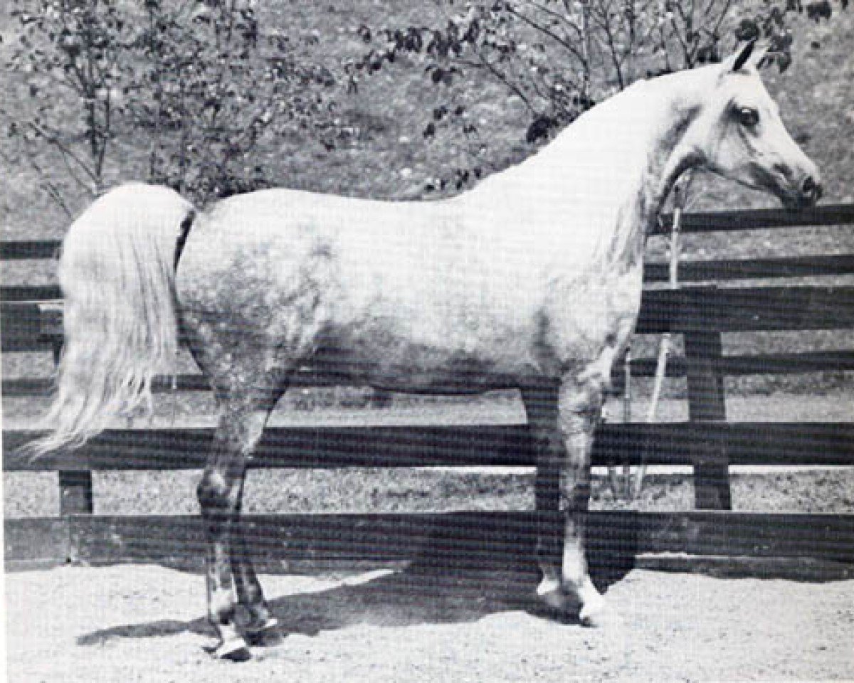 broodmare Elkana ox (Arabian purebred, 1969, from Aquinor 1951 ox)