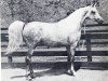 broodmare Elkana ox (Arabian thoroughbred, 1969, from Aquinor 1951 ox)