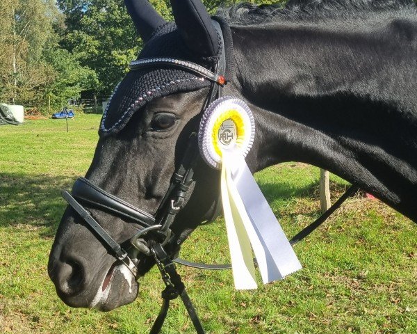 dressage horse Oranjehof's Bellamarie (Oldenburg, 2017, from For Romance I)