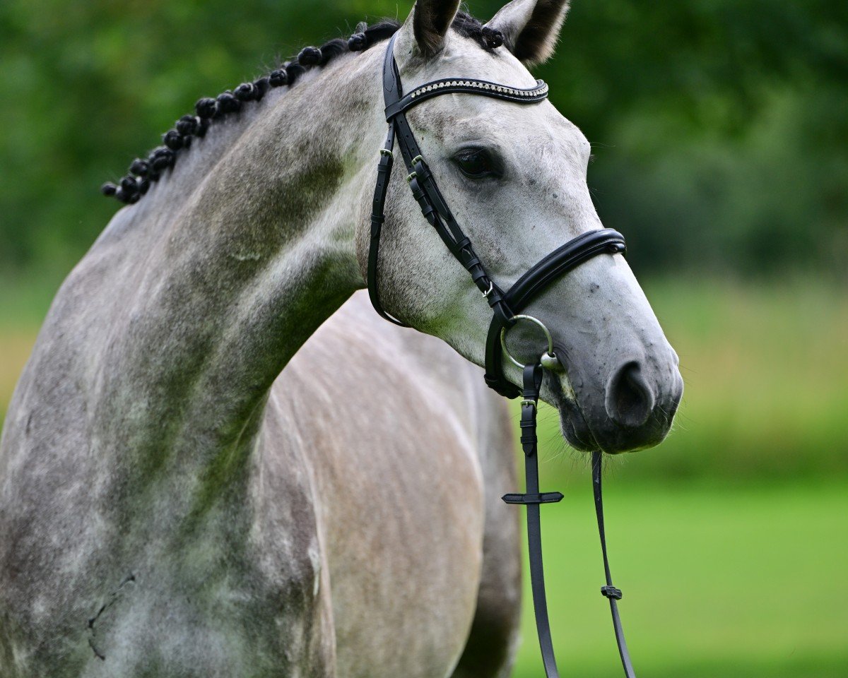 Springpferd Dellbrück H (Deutsches Sportpferd, 2020, von Del 'Arko d'Henvet)
