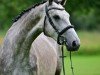 jumper Dellbrück H (German Sport Horse, 2020, from Del 'Arko d'Henvet)