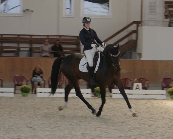 Reitturnier Frechen-Grefrath - Sonnenhof 2024