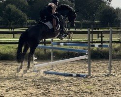 dressage horse Burberry M (Hanoverian, 2016, from Buckingham)