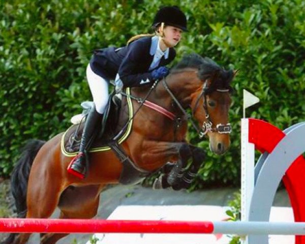 jumper Libelle van de Vondelhoeve (Belgian Riding Pony, 2007, from Calipso van de Vondelhoeve)