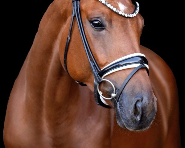 dressage horse First April 9 (Hanoverian, 2020, from Nymphenburg's First Ampere)