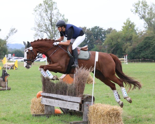 dressage horse Salt & Pepper 3 (Czech Warmblood, 2013)