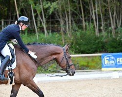 dressage horse Zick Zack 11 (German Sport Horse, 2017, from Birkhof's Zalando OLD)