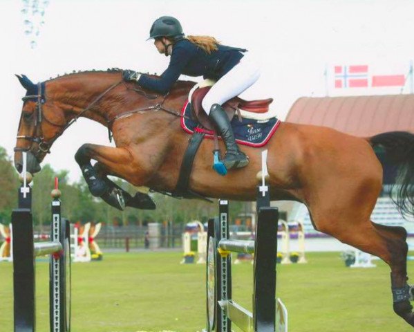 jumper Babeloub Vh Roelhof Z (Zangersheide riding horse, 2005, from Balou du Rouet)