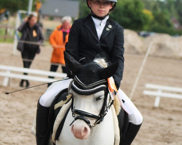 dressage horse Ivy (Welsh, 2014)