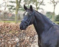 dressage horse Find us (Hanoverian, 2015, from Fuechtels Floriscount OLD)