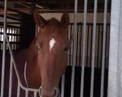 dressage horse Feiner Muck 2 (Westphalian, 2016, from Fürst Romancier)