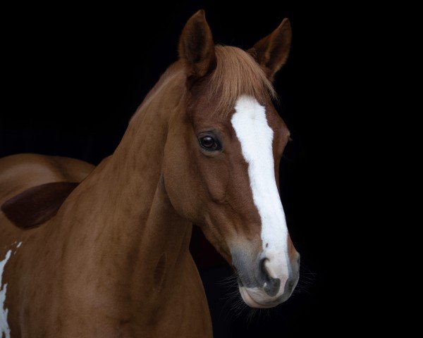 broodmare Dakota 323 (Nederlands Welsh Ridepony, 2008, from FS Don't Worry)