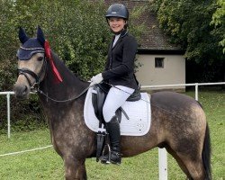 dressage horse Magic Night von der Mühle (German Riding Pony, 2014, from Centauro's Midas)