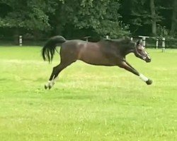 jumper Arielle 423 (German Sport Horse, 2018, from Asagao xx)