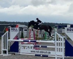 jumper Coletta 51 (Czech Warmblood, 2018)