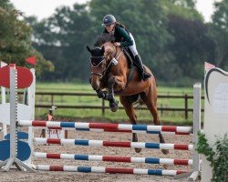 jumper Ogano's Girl HK (Oldenburg show jumper, 2019, from Ogano)