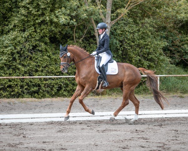 dressage horse Scorekeeper (Hanoverian, 2014, from Sarotti Mocca-Sahne)