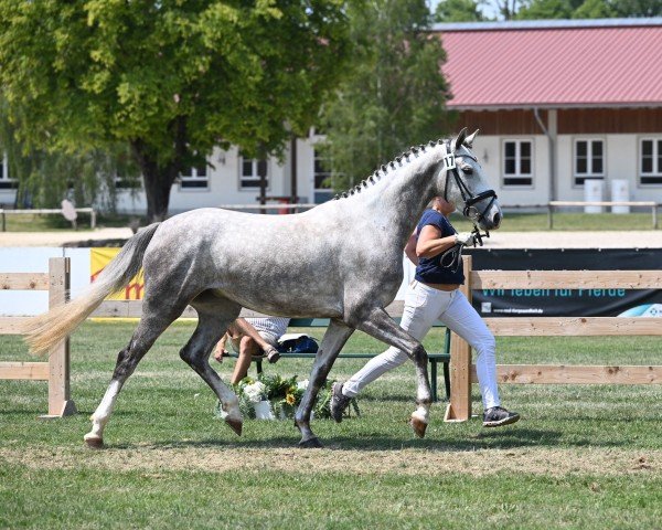 jumper Chica del Aire 3 (German Sport Horse, 2020, from Vingino)