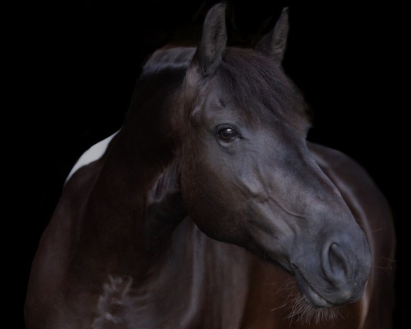 Dressurpferd Erica 7 (KWPN (Niederländisches Warmblut), 2015, von Unbekannt NL)