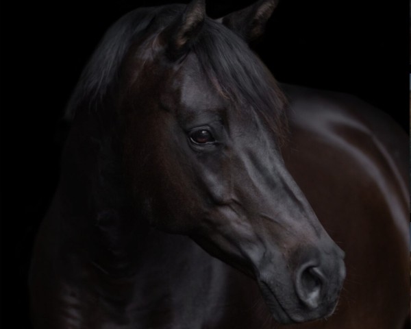 Dressurpferd Black Pearl 93 (Deutsches Reitpferd, 2011, von Black Jack 175)