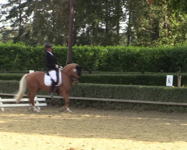 Reitturnier Bottrop-Kirchhellen 2024