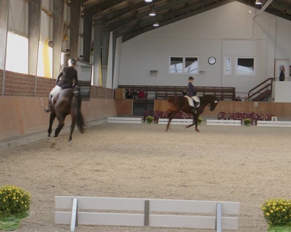 Reitturnier Frechen-Grefrath - Sonnenhof 2024