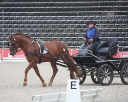 stallion Camino von der Erbsmatt (Freiberger, 2019, from Canto Von Zaelg CH)