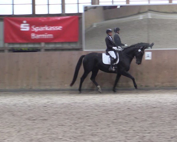 Reitturnier Elisenau 2024