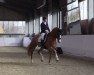 dressage horse Bonderman (Westphalian, 2012, from Belarus)