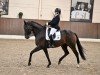 dressage horse Dante Divertimento (Oldenburg, 2015, from Dante Weltino Old)